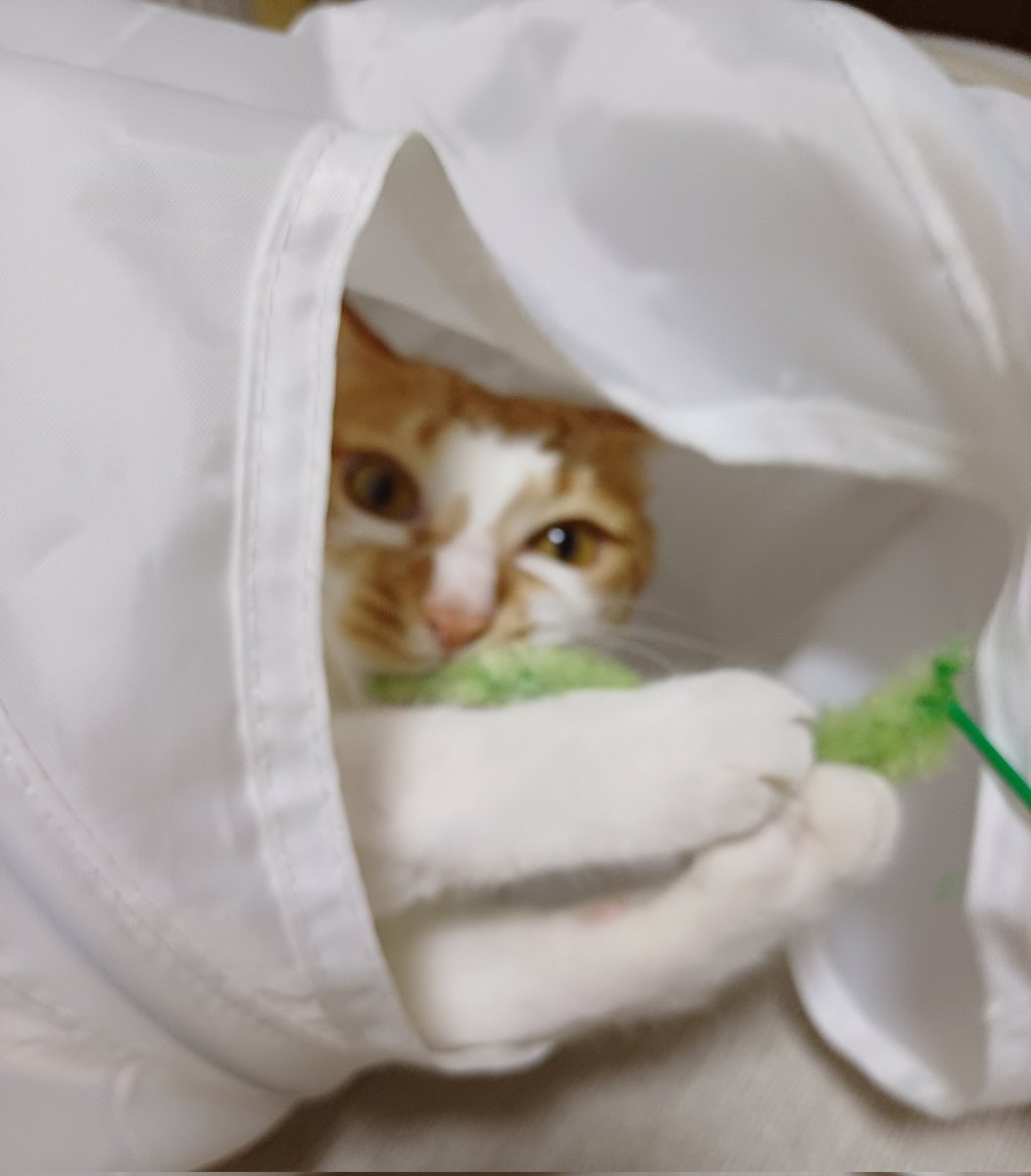 namul_e2's tweet image. 강아지풀 좋아 고양이
신나게 놀다 강아지풀 목을 똑허고 따버림
