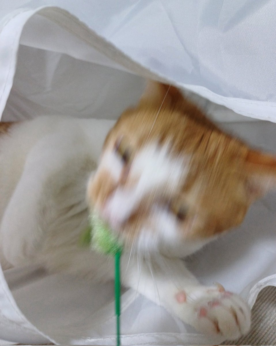 namul_e2's tweet image. 강아지풀 좋아 고양이
신나게 놀다 강아지풀 목을 똑허고 따버림