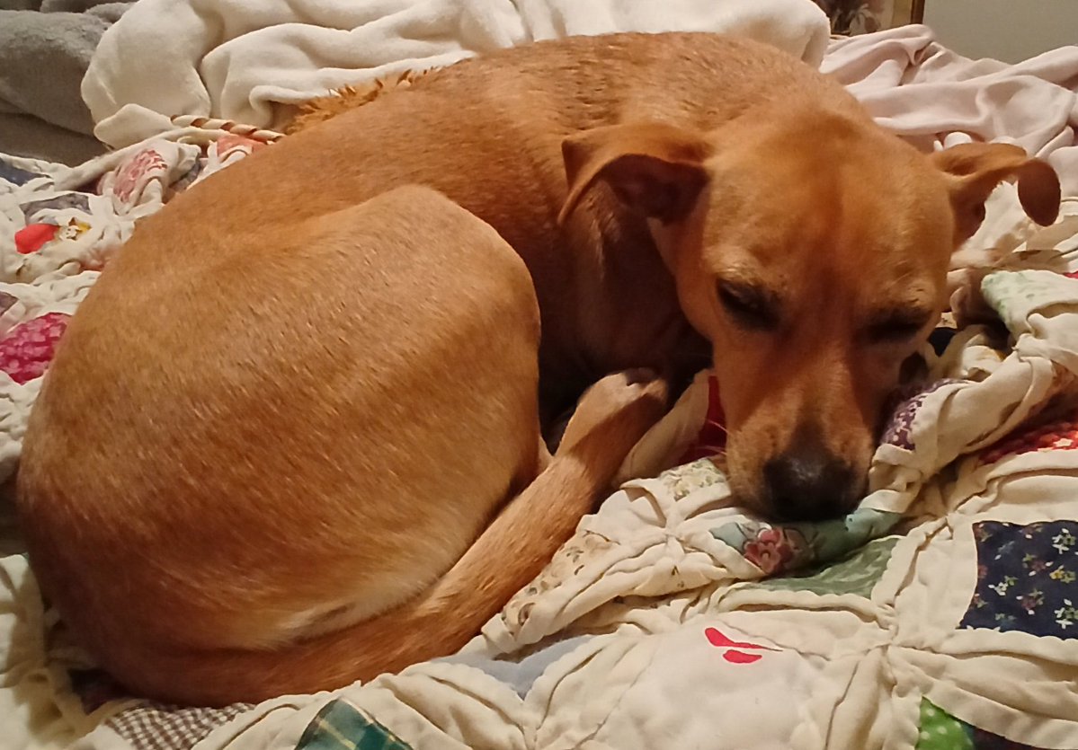 ChloeChloeChl19's tweet image. Who says morning has broken? Cat Steven's? Oh yeah, like I'm going to listen to a guy who called himself 🐈. -Pup #DogsOfX