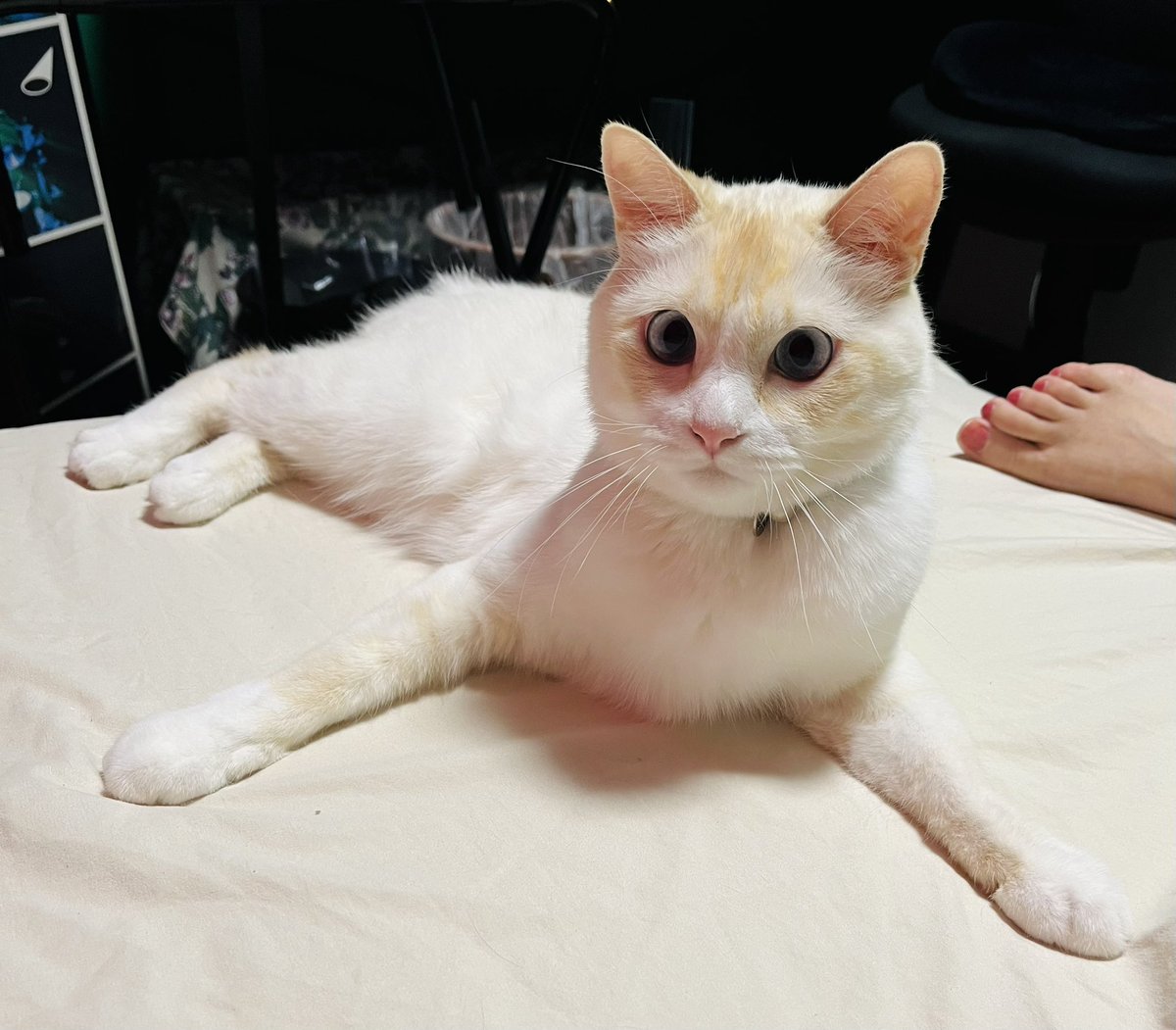 soraimo69's tweet image. ねこも全話無料でびっくりしてます😂