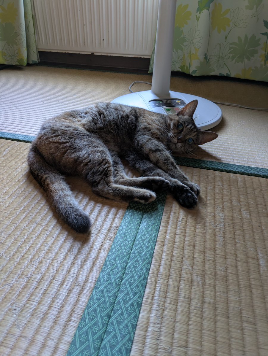 wellzo_hell's tweet image. 脱走から一晩で戻ったキジトラ😸
自分から出たのに、ちゃんと戻ってくるのか……😓