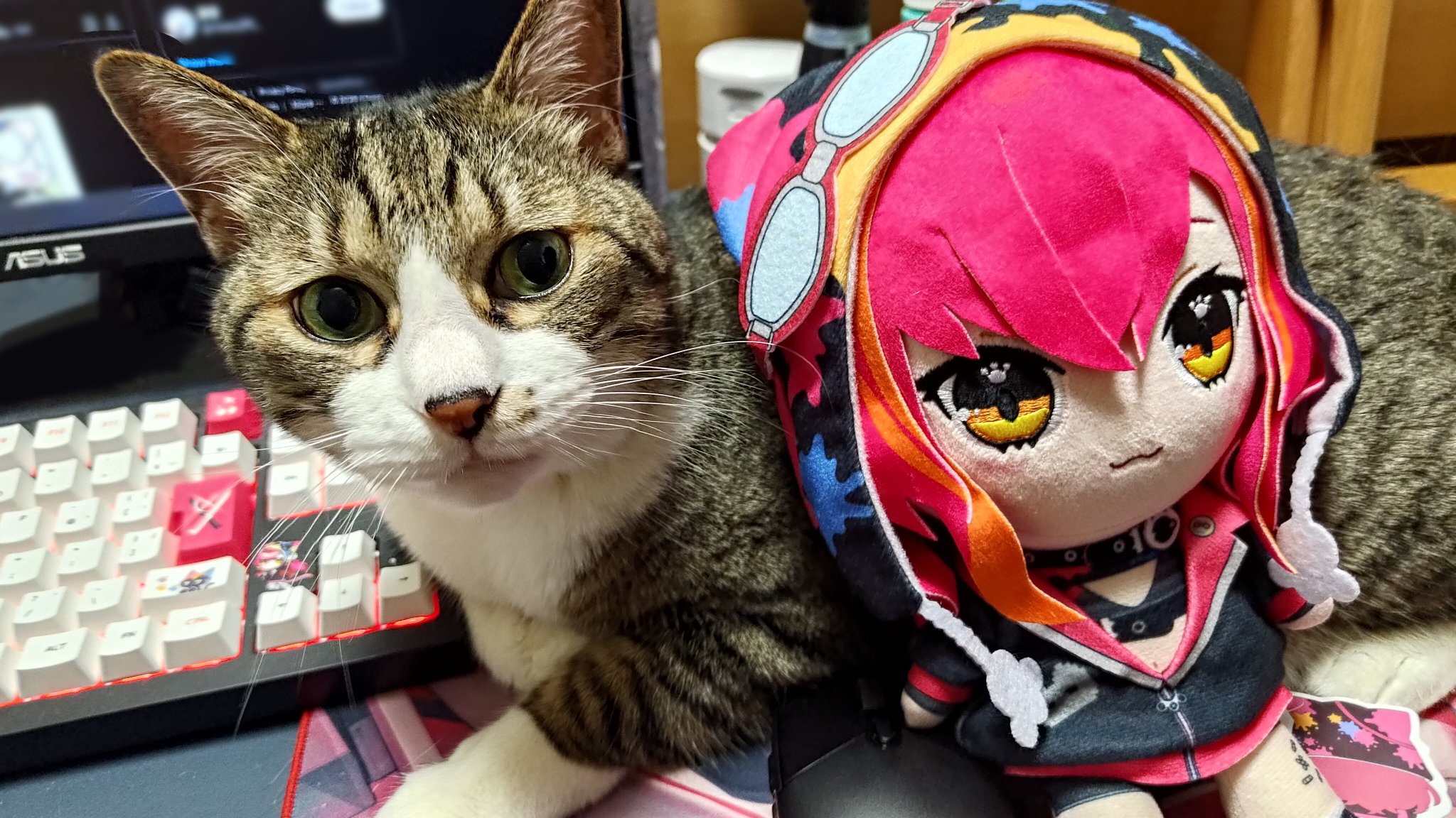 あくねこ あくえり on X: 