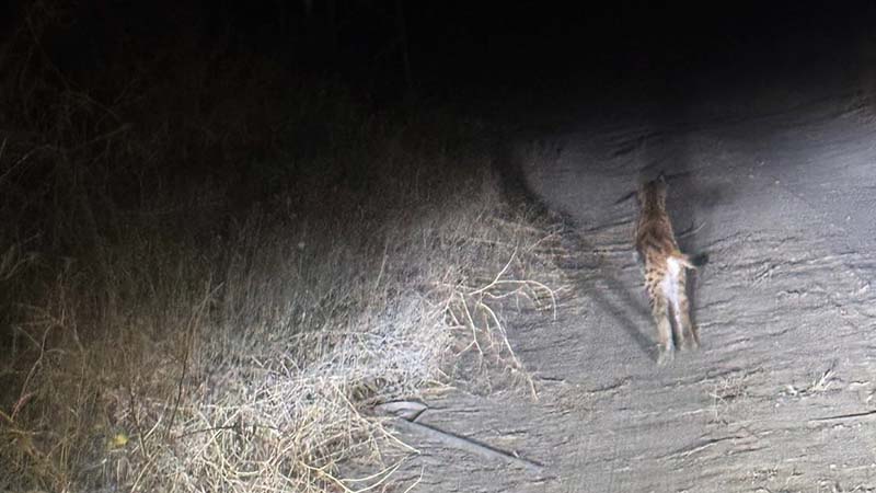 📌 Nesli tükenme tehlikesindeki vaşak cep telefonu kamerasında

Video 📺👇
📎 dha.com.tr/2688616