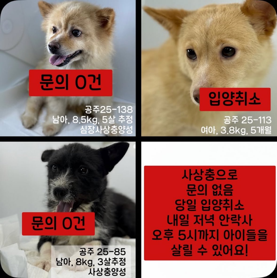 링고 아니 대박이 그리고 글씨와 사비 (@ring_ah_dae) on Twitter photo 