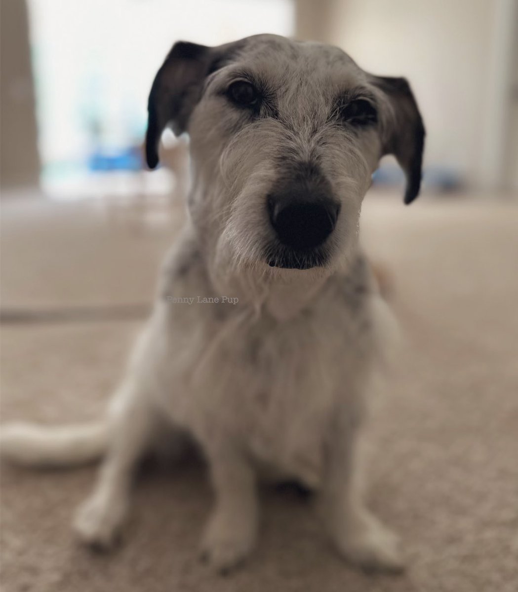 You are kind. You are smart. You are cherished! ❤️❤️❤️

Never furget it!
#pennylane #dogs
