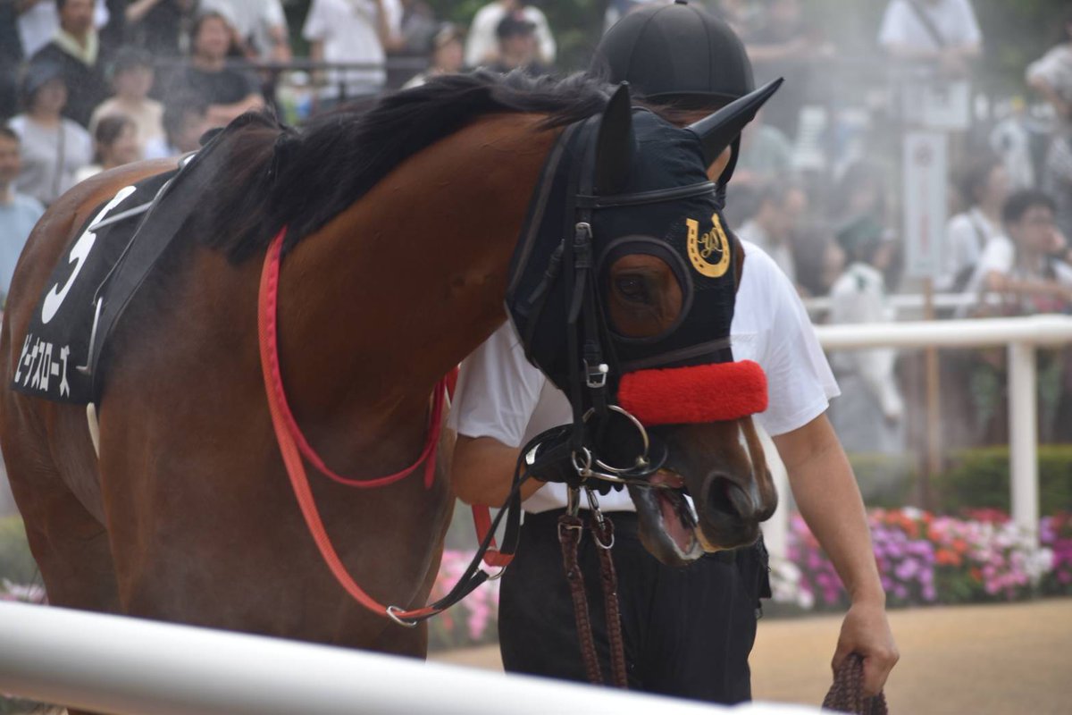 yusukeforever26's tweet image. オルフェストと同じレースに、うちの
初めての愛馬パフューマーの妹(半妹)の
ビーナスローズも出走していました！
ビーナスローズは逃げて2着ととても
惜しかったです✨