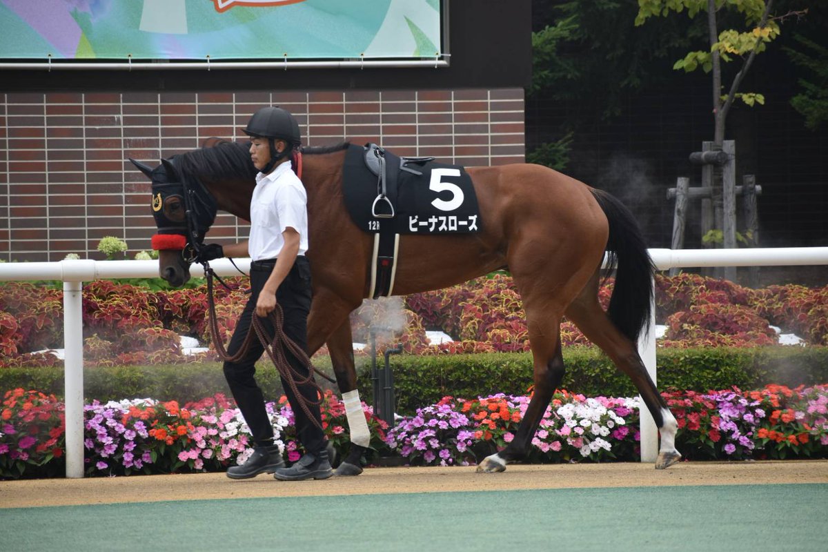 yusukeforever26's tweet image. オルフェストと同じレースに、うちの
初めての愛馬パフューマーの妹(半妹)の
ビーナスローズも出走していました！
ビーナスローズは逃げて2着ととても
惜しかったです✨