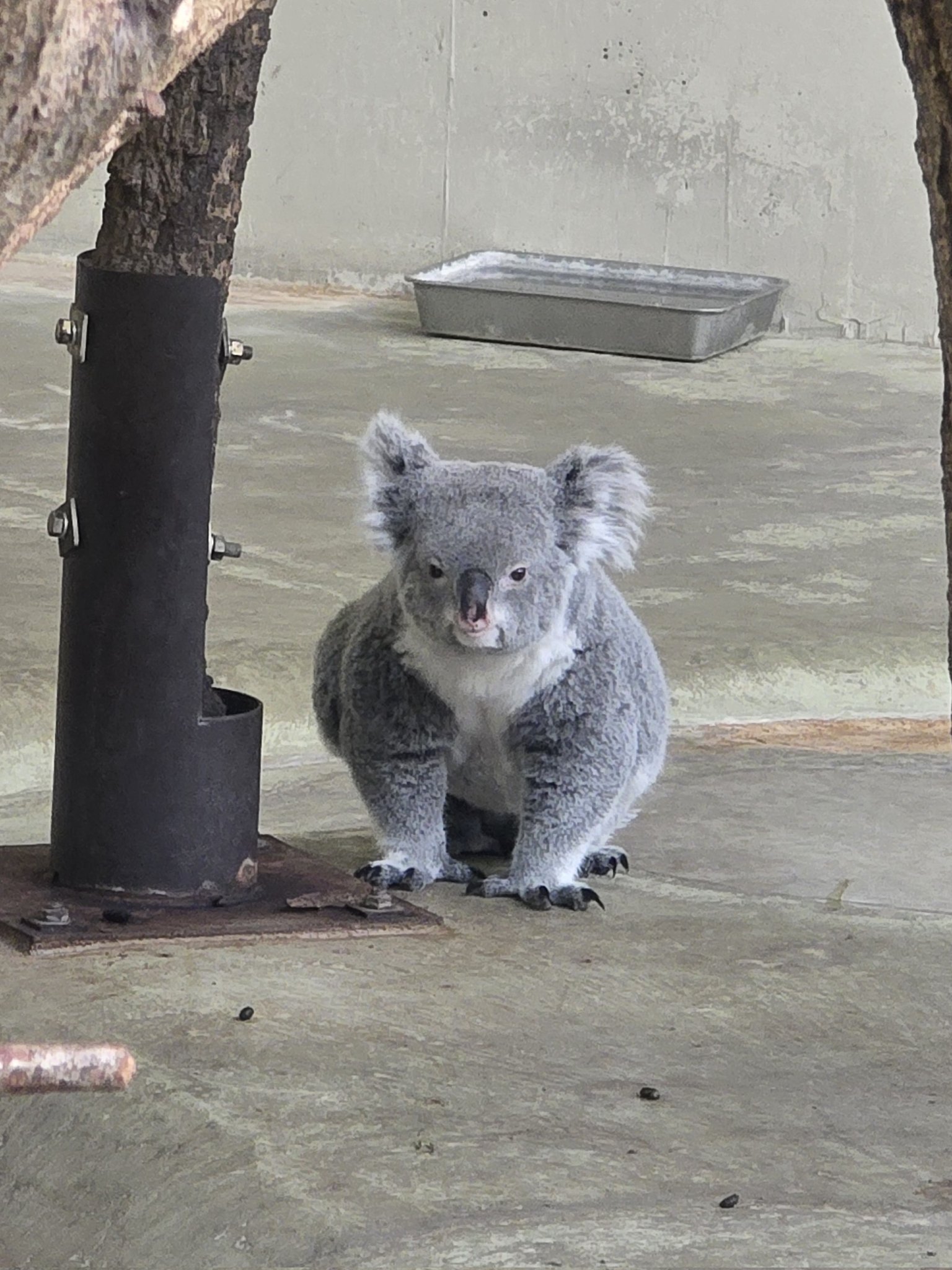 エビもり🍤MKP🐨🍄 (@kinoko_koala) / X
