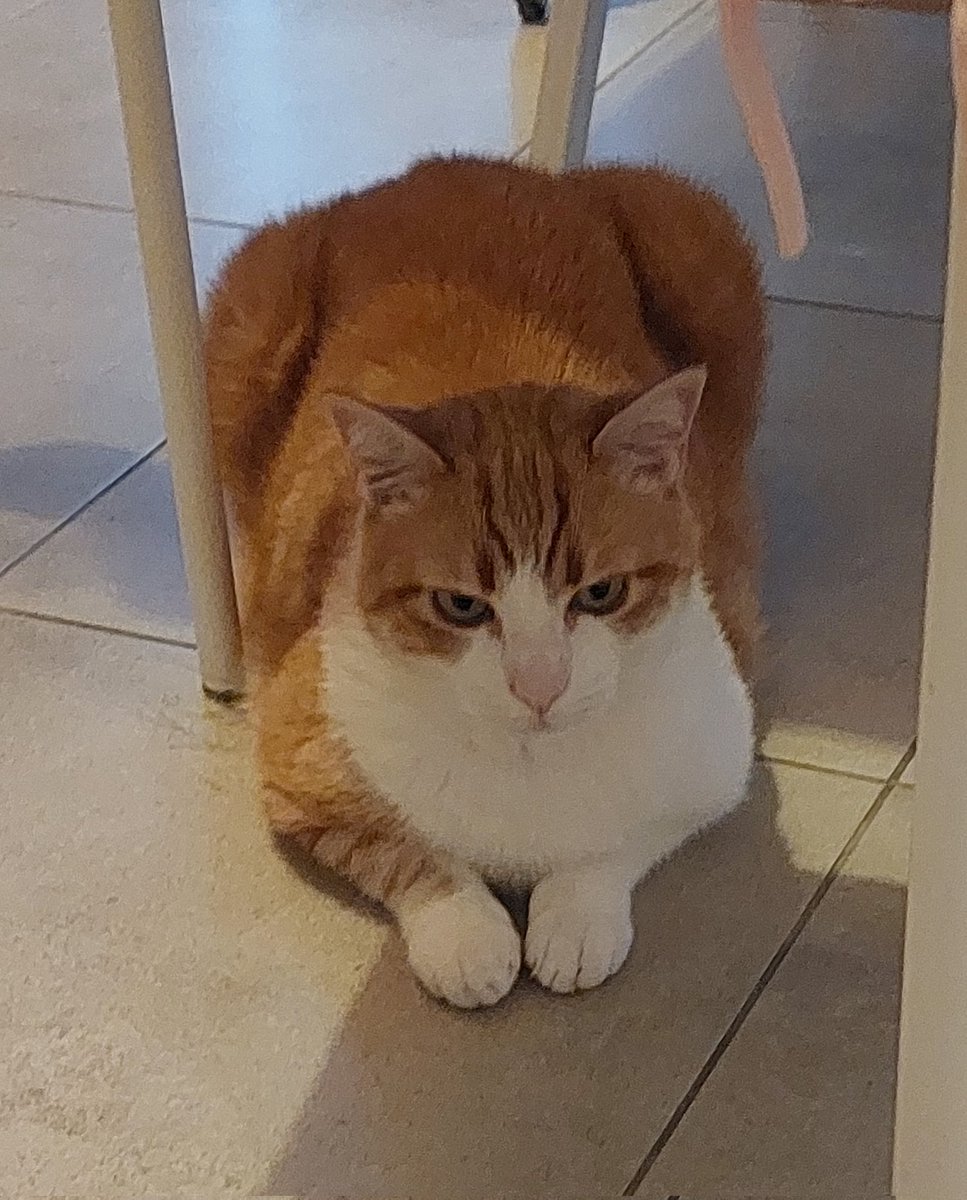 cc petit poulet pq t'es caché en dessous de la table..? qu'est-ce que tu zieutes comme ça Peans...😔