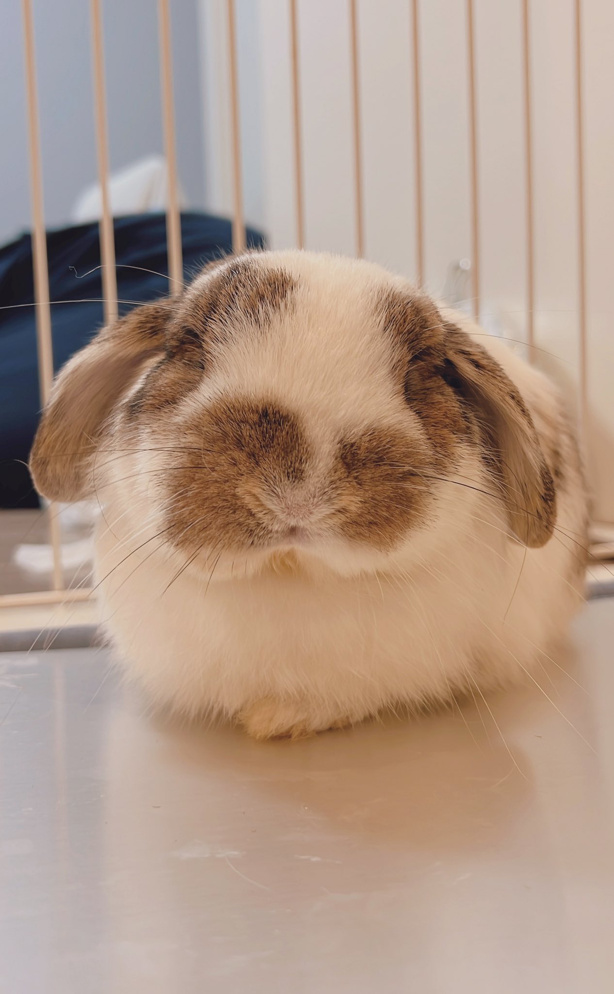 うさぎのうさじ on X: 