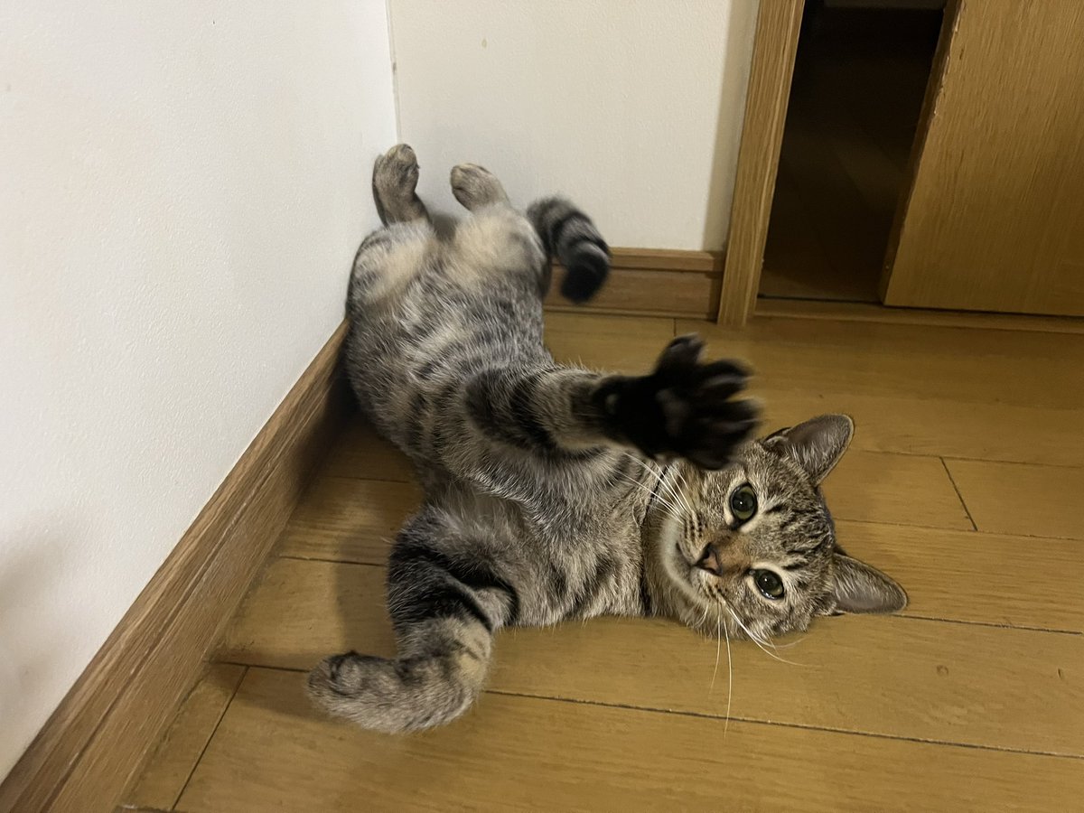 猫好きさん - Search / X