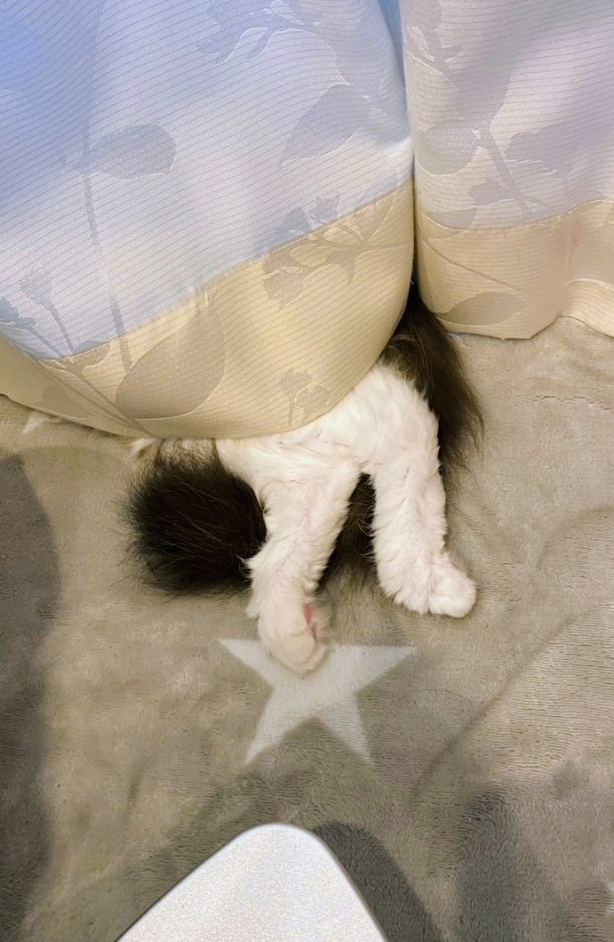 takaba03's tweet image. カーテンの裏によくいる猫