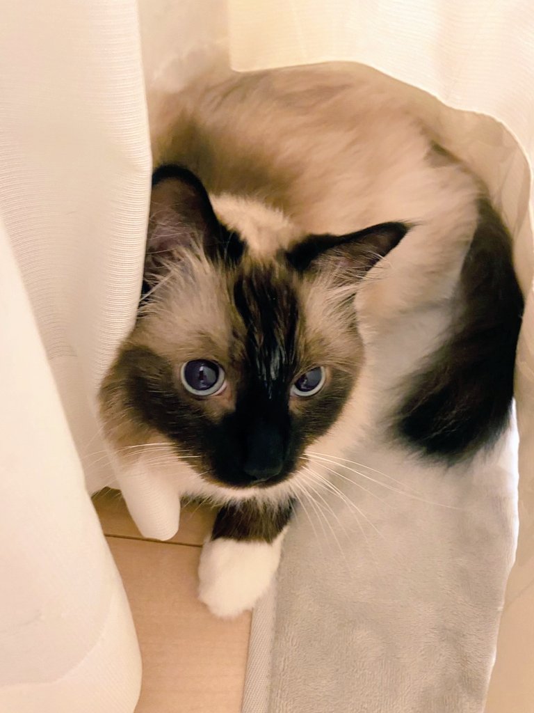 takaba03's tweet image. カーテンの裏によくいる猫