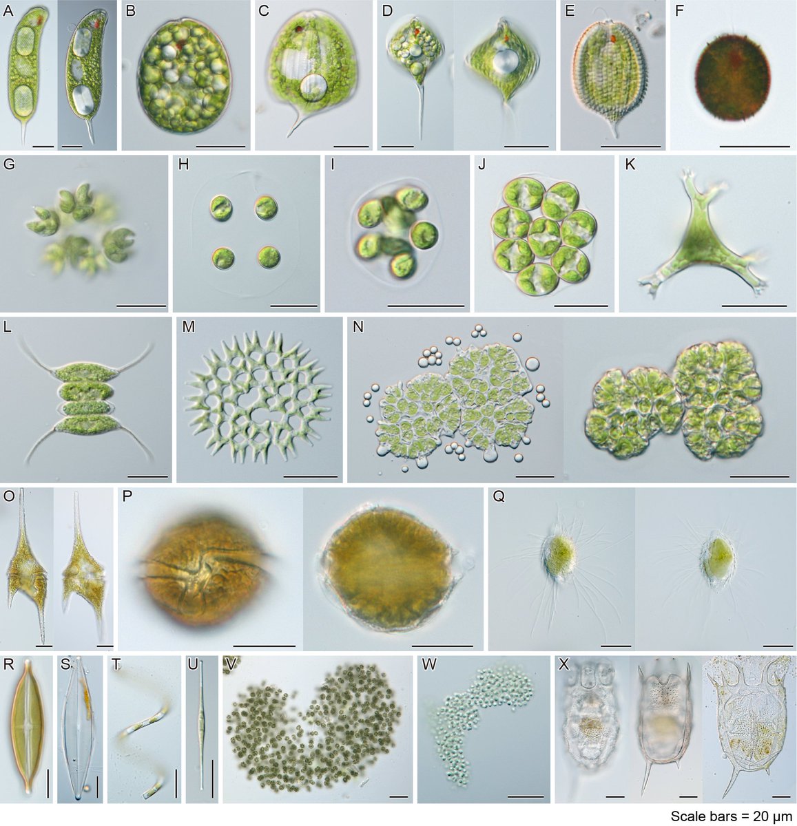 他の生き物たちも含めて