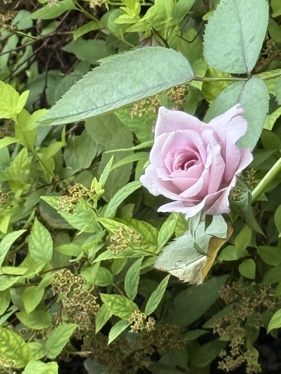 Happy Monday frens! I’m choosing beauty today! Enjoying a cup
Of coffee and my front yard this morning!

Have a kick butt Monday! What you can’t change, give it to God and warrior up! 💪🏻 ❤️
