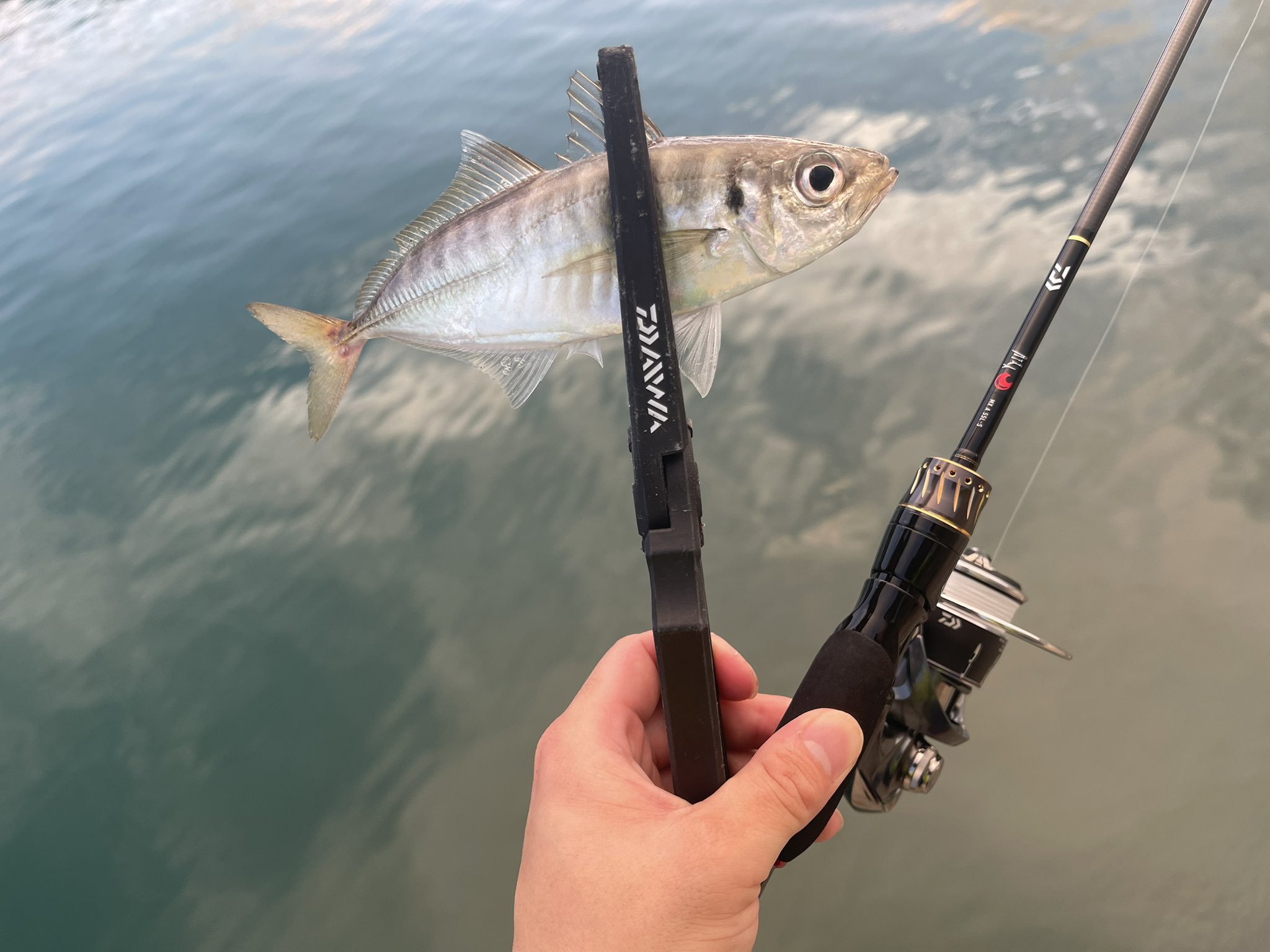 DAIWA SW Fishing Shore (@d_sw_shore) / X