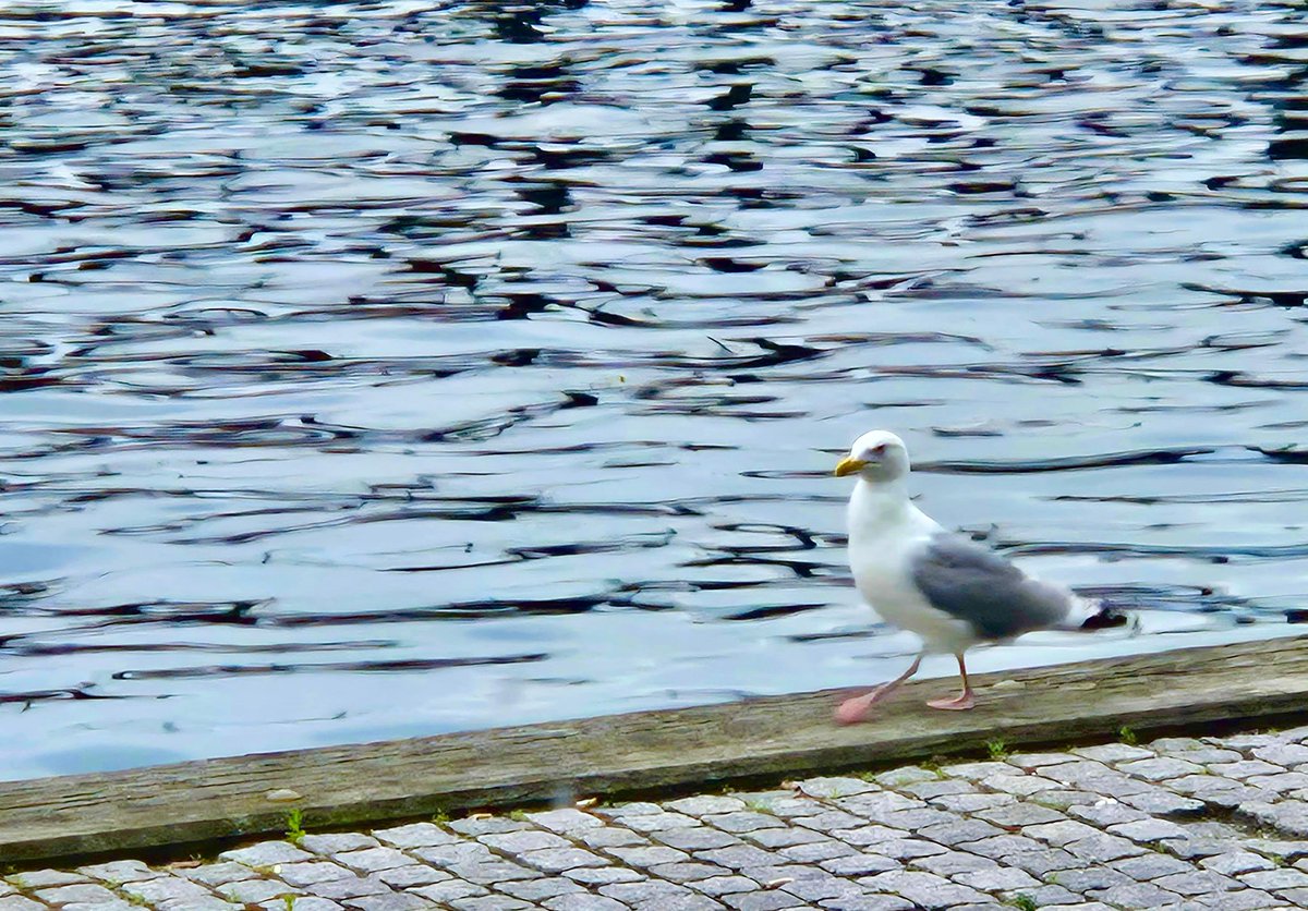 askhimanshurai's tweet image. From the calm waves of #Copenhagen’s sea to the sleek lines of its urban architecture, every corner feels like a masterpiece in motion here. Attending the 85th Annual Meeting of the Academy of Management (AOM 2025) in Denmark also gave an opportunity to soak in inspiration from…