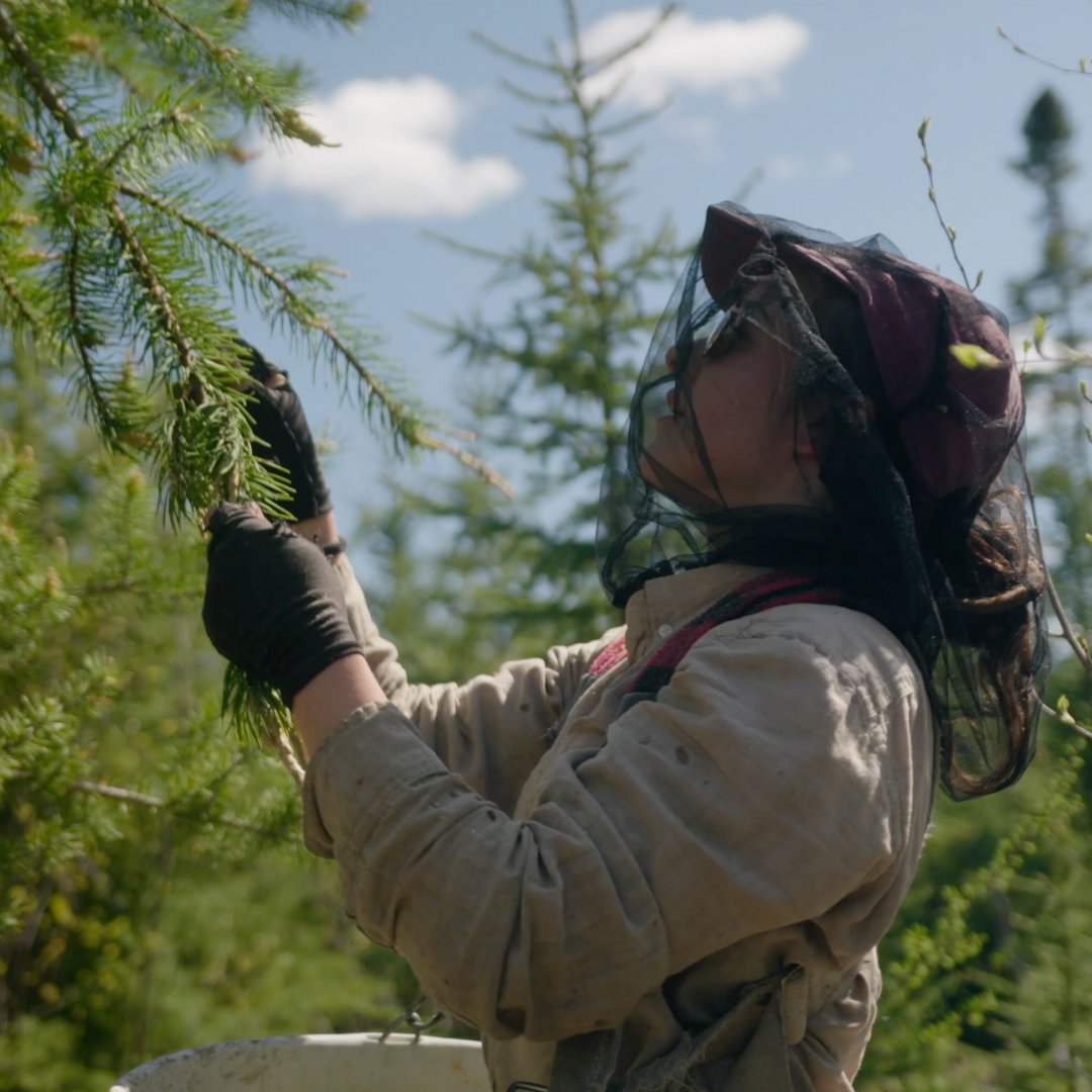 boreomeQC's tweet image. Most brands outsource everything.

We wild-harvest our pine pollen in Canada, extract it ourselves, and bottle it in-house.

Because the second you cut corners, you lose what makes nature potent.