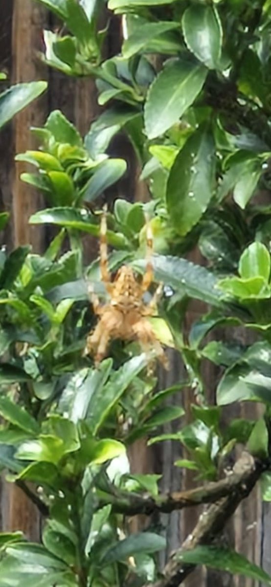 Giant spider spotted in Archway.

Does anyone know what it is?!