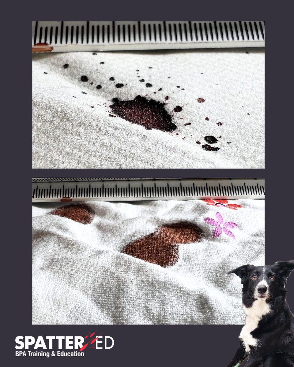 spatter_ed's tweet image. Test your BPA skills with Bracken, our BPA Dog 🐾

❓What are your observations?
❓Why do the stains look different?
❓Could the bloodstain features have been predicted before the drops were dispensed?

#BPA #bloodstain #bloodstainpatternanalysis #testyourBPAskills #training