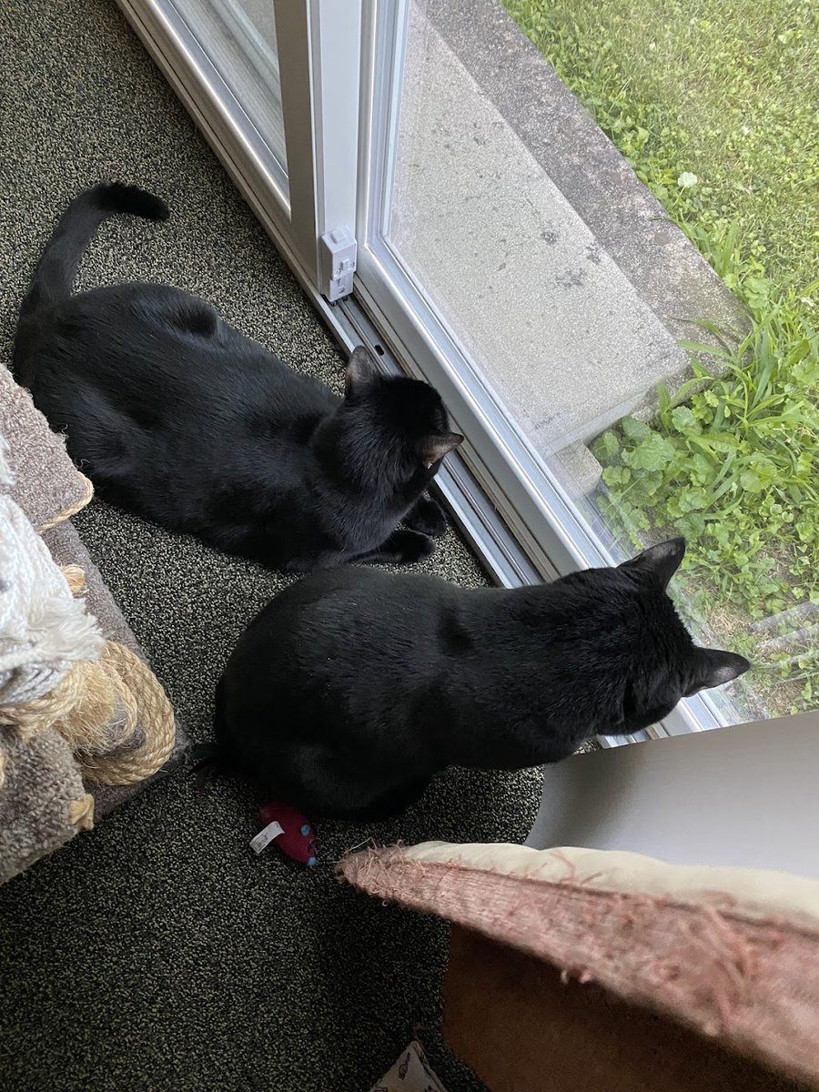 We are thinking of Duffy &amp; her family. Sending purrs &amp; love. #HedgewatchForDuffy