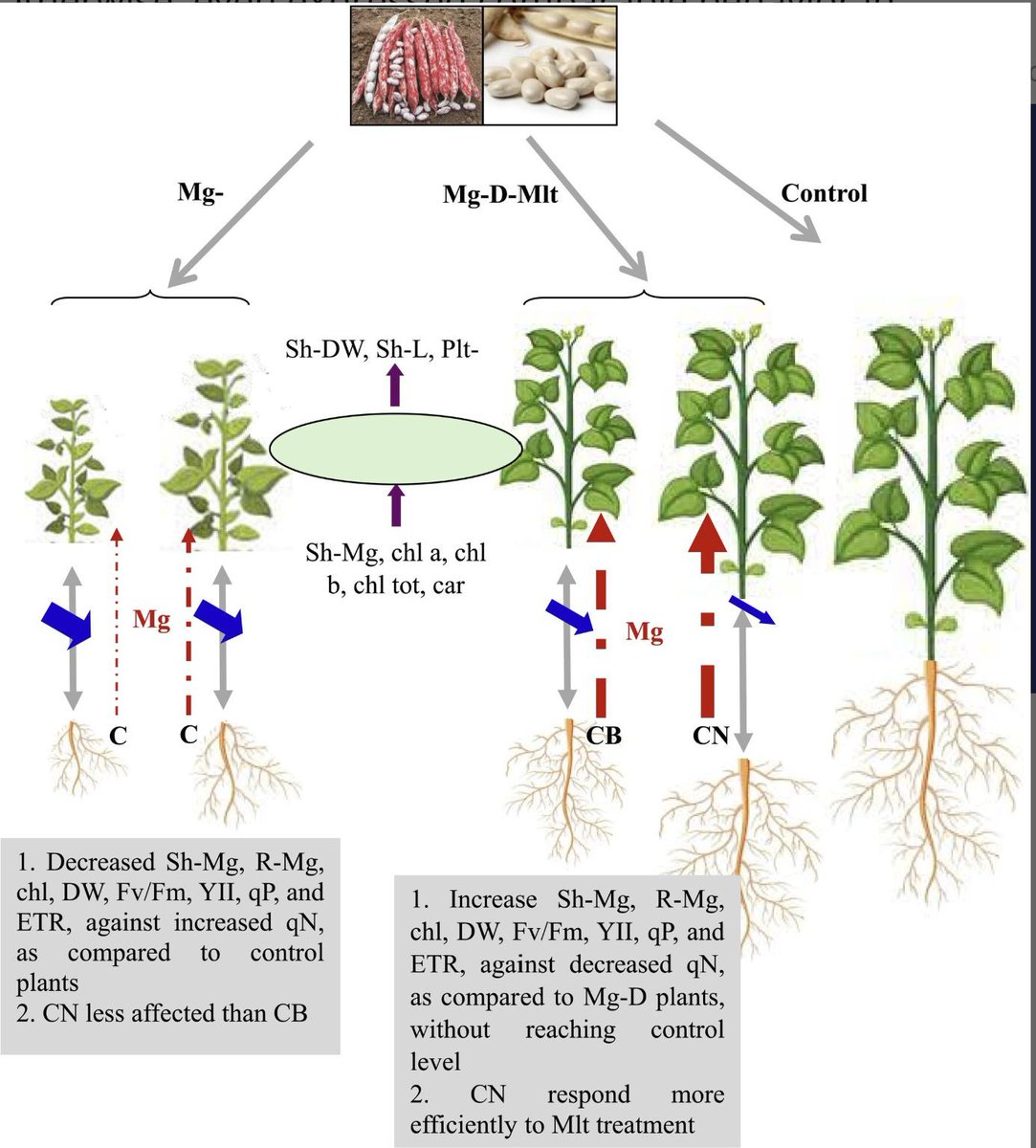Assessment of Seed Priming With Melatonin to Improve Morpho-Physiological and Biochemical Aspects of Common Bean (Phaseolus vulgaris L.) Under Magnesium Deficiency (Khouloud Bouzidi, Abdelmajid Krouma) doi.org/10.1002/pld3.7… <a href="/ASPB/">ASPB</a> @Wileyplantsci <a href="/SEBiology/">SEB @sebiology.bsky.social</a> #PlantSci