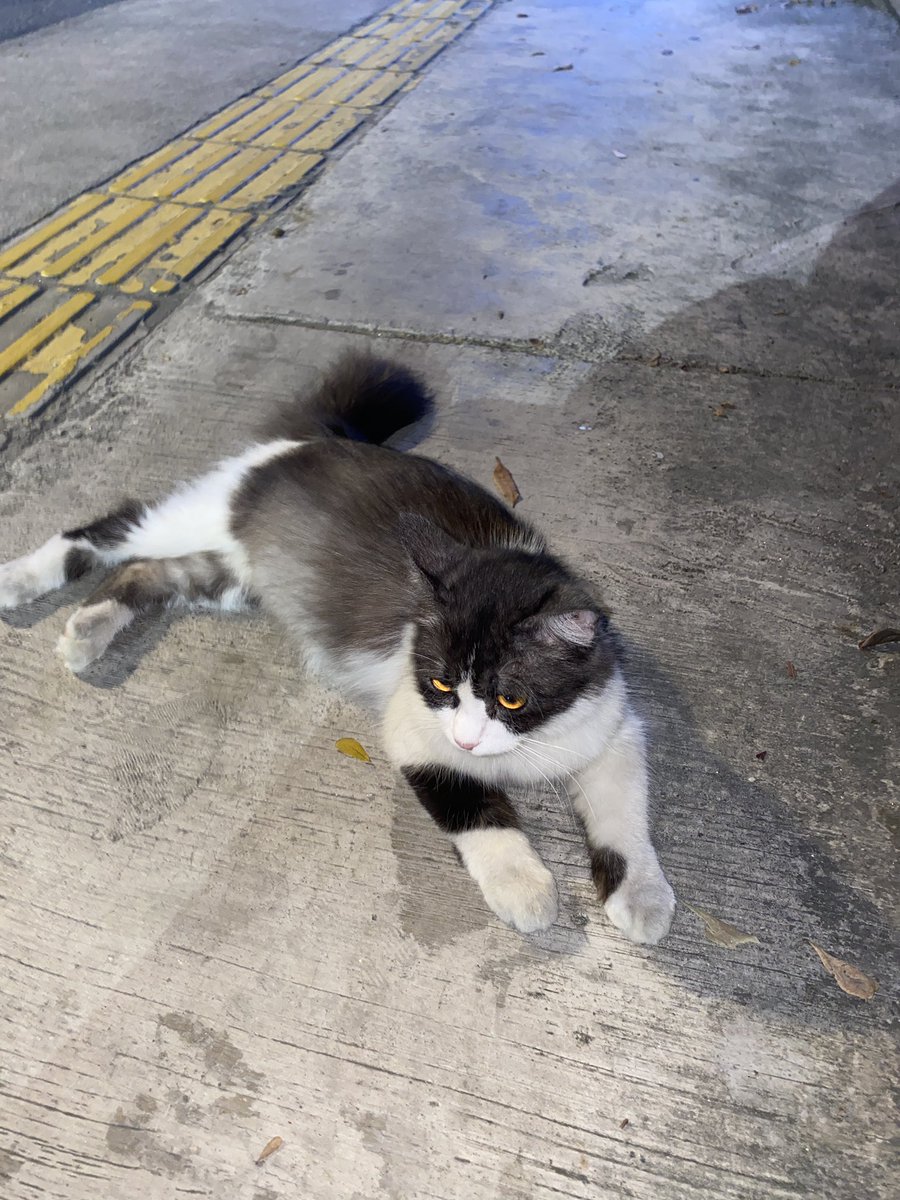 TheMalaphines's tweet photo. When I went to work and balik rumah, this fatty cutie is still here. For the whole day! I don’t think this is a stray cat. Is there anyone missing their cat? #missingcat #kucinghilang #ampang https://t.co/Tp8g5ty2Gr
