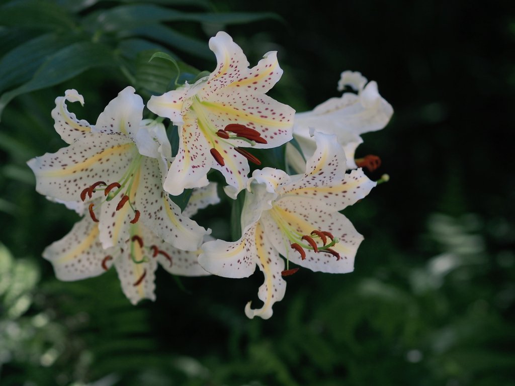 kyoro_e_pl6's tweet image. ヤマユリが見頃でした❀

#六甲高山植物園

OLYMPUS PEN Lite E-PL6
M.ZUIKO DIGITAL ED 75mm F1.8