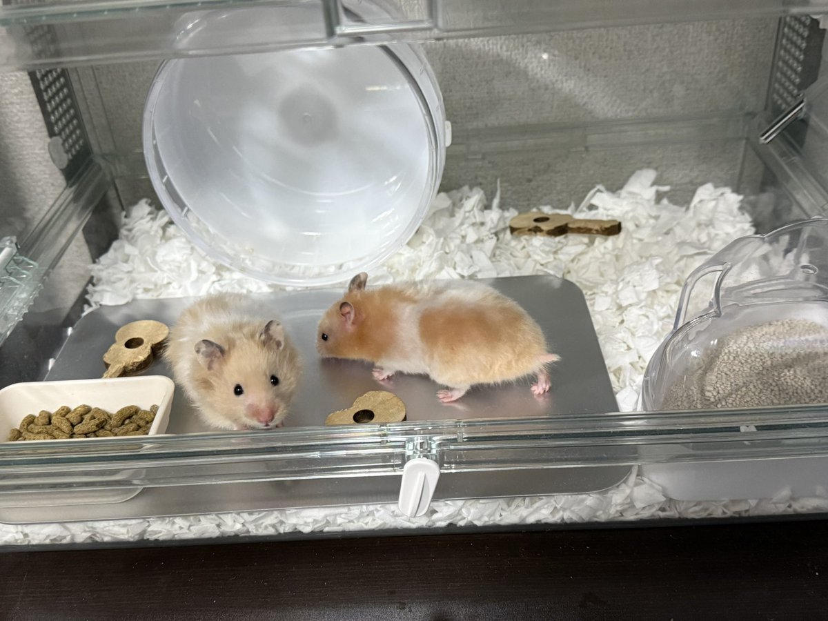 ns4610's tweet image. 週1のお掃除完了🧹🫧🐹
ラテモカだいぶ大きくなってきた🥰