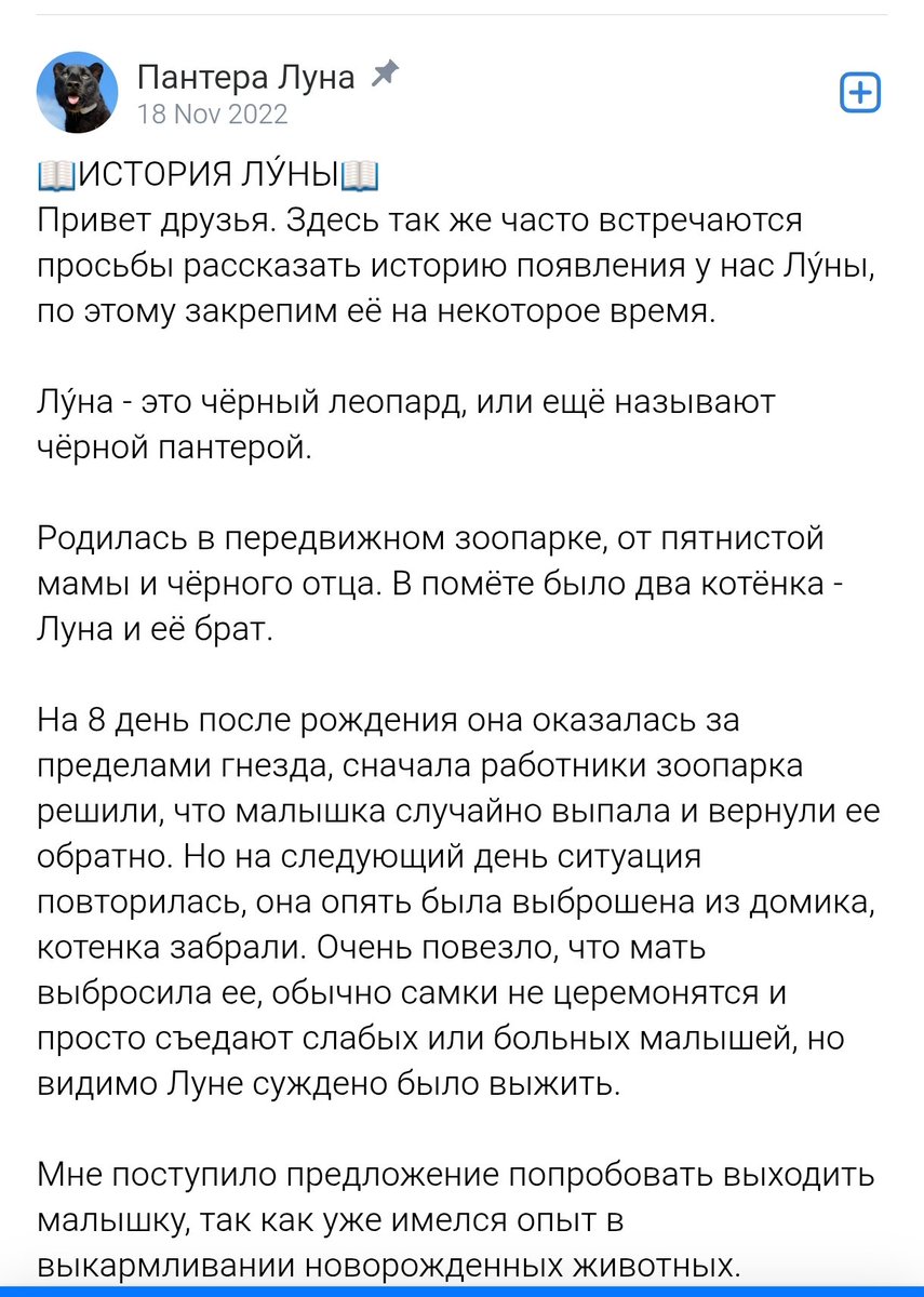 quirischa's tweet image. Спасённый котёнок леопарда оказался леопардом