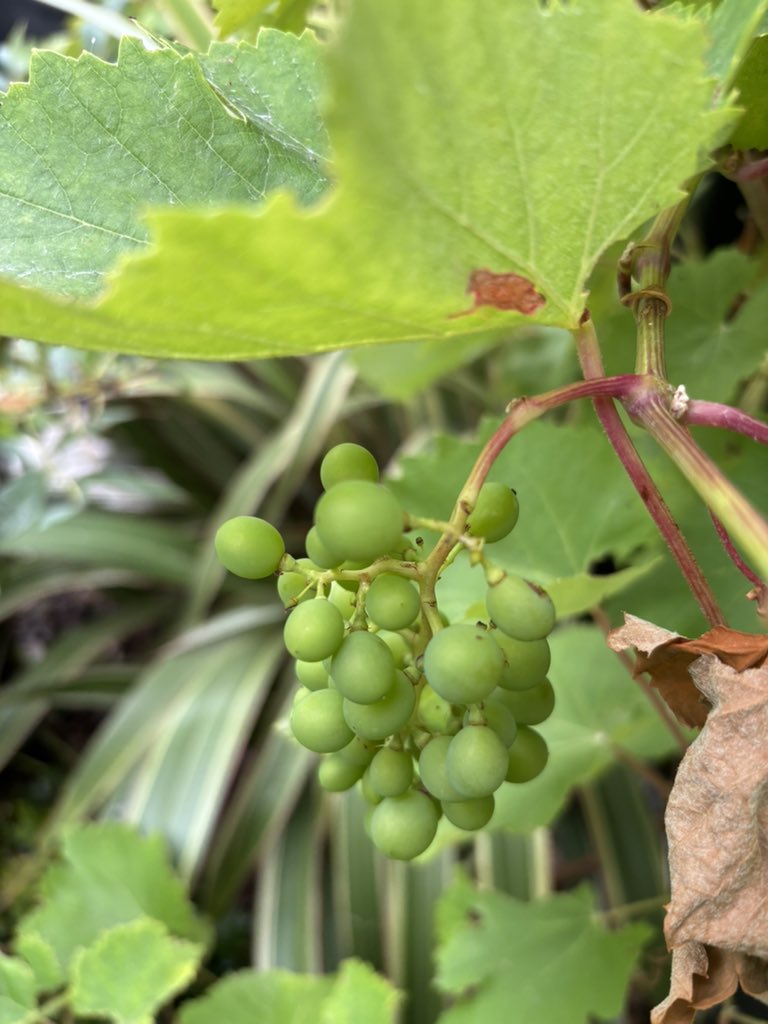 I’m growing grapes! First time and they look okay, so far!