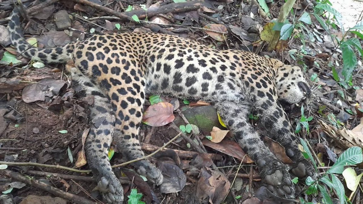 Tragic loss of an adult male leopard in Katukitula, likely killed by Hakka Patas traps. @DWCSriLanka has recovered the carcass, and investigations are ongoing. Protect our wildlife! <a href="/SriLankaTweet/">Sri Lanka Tweet 🇱🇰</a> <a href="/AzzamAmeen/">Azzam Ameen</a> <a href="/Jamz5251/">Jamila Husain</a> <a href="/otaradel/">Otara Del Gunewardene</a>
#WildlifeConservation #Leopard