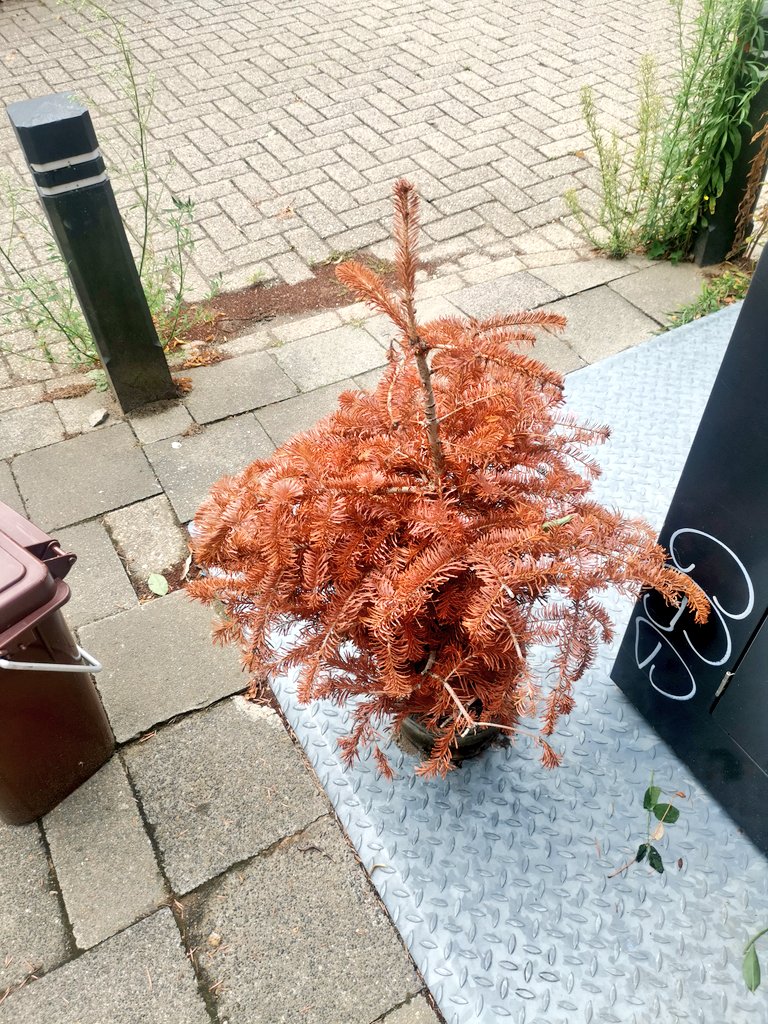 annefleurdd's tweet image. Dit is rijkelijk laat