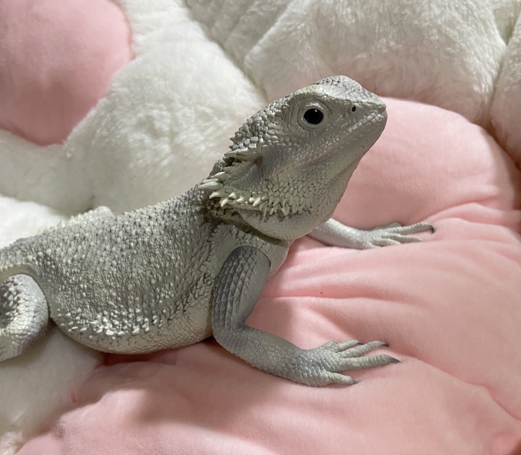 ashley_lizard's tweet image. 空いてるケージに入れよう