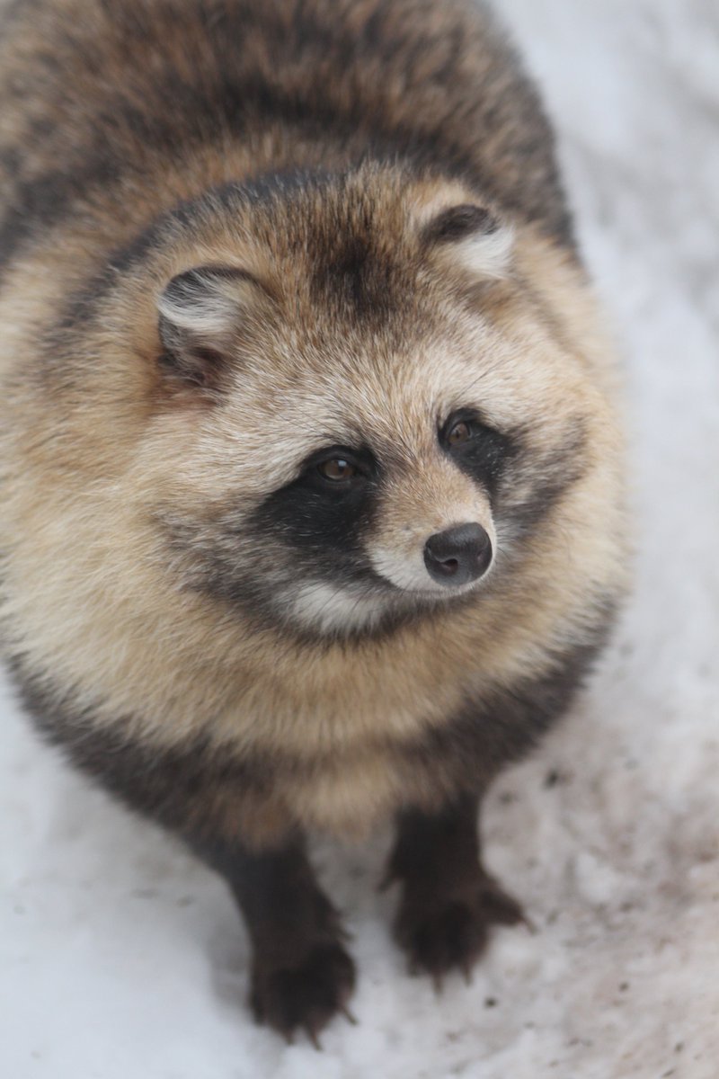 ezotanukicafe's tweet image. #このタグを見た人はめっちゃ可愛い女の子を貼って
#円山動物園 #エゾタヌキ #ゆき