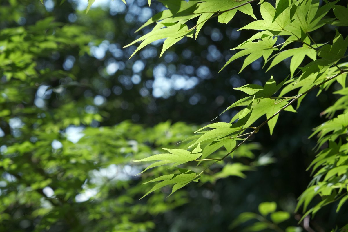 usudon_yama's tweet image. ｵﾔｽﾐﾅｻｲ ˎ₍•ʚ•₎ˏ⸝⋆