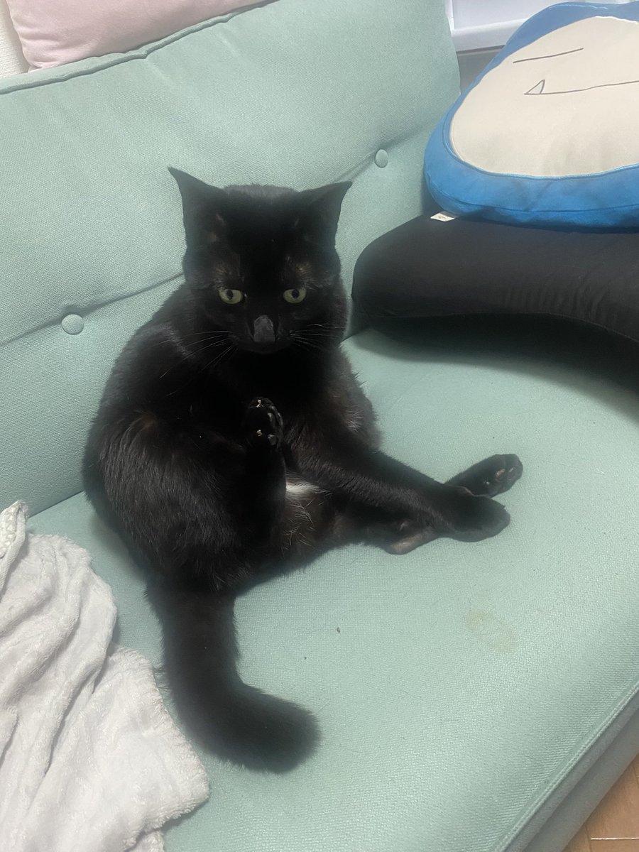 05a_kuro's tweet image. うちのジルは今日も元気🐈‍⬛💞