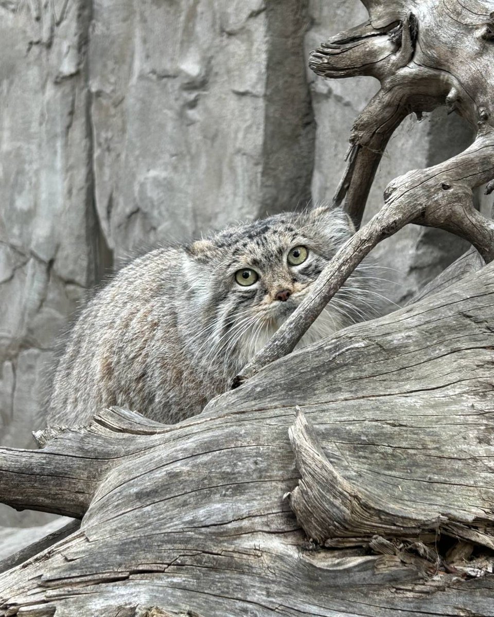 calgaryzoo's tweet photo. It’s just another #ManulMonday! 😻 

A quick glance might make you miss our female Pallas’s cat ‘Pema’, even though she is in the centre of the picture! With this mottled gray colouring, Pallas’s cats are masters at disappearing into their environment. 

#YourZooYYC https://t.co/K6E44IWGDS