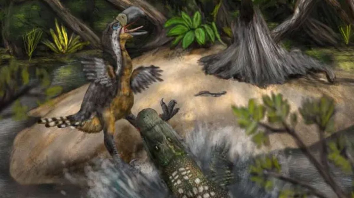 dailystar's tweet image. Mystery over teeth marks on 'terror bird' killed by reptile 13 million years ago
dailystar.co.uk/news/weird-new…