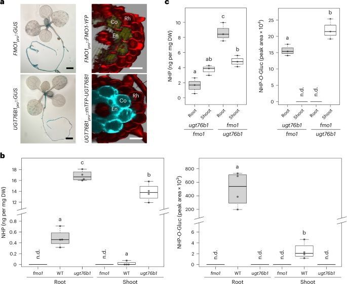 sci_plant's tweet image. A root-based N-hydroxypipecolic acid standby circuit to direct immunity and growth of Arabidopsis shoots
nature.com/articles/s4147…
♻️
