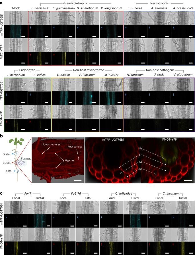 sci_plant's tweet image. A root-based N-hydroxypipecolic acid standby circuit to direct immunity and growth of Arabidopsis shoots
nature.com/articles/s4147…
♻️