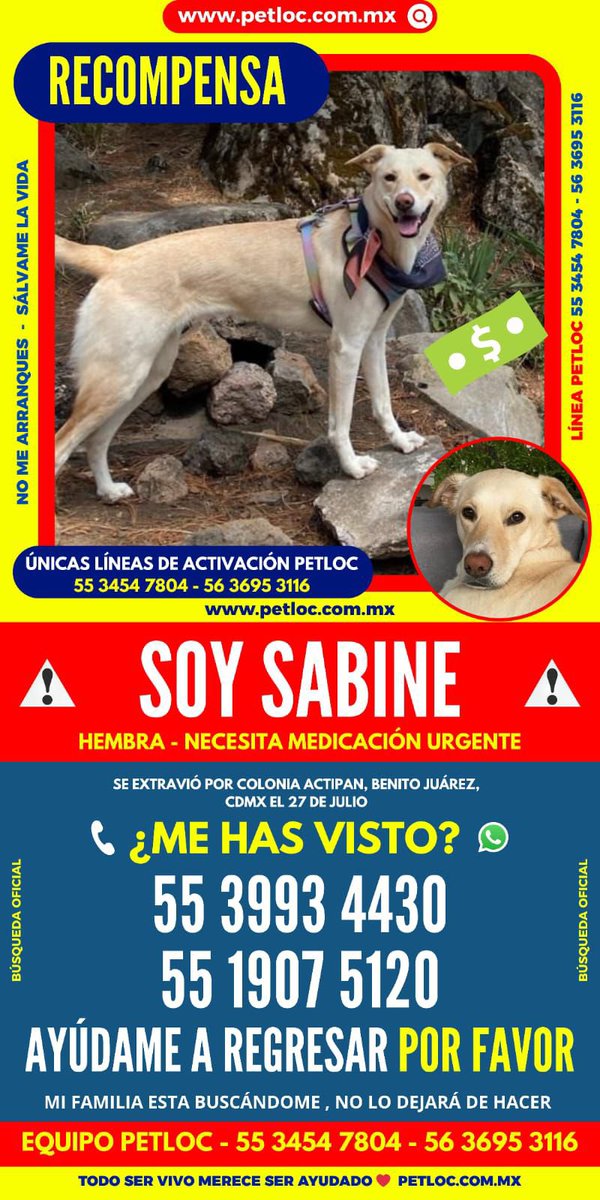 Sabine sigue perdida, ayuda a que regrese a casa compartiendo con personas que vivan en estas colonias que es donde nos han dicho avistamientos durante ayer. #delvalle #florida #viveros #copilco #oasis #romerodeterreros #perroperdido