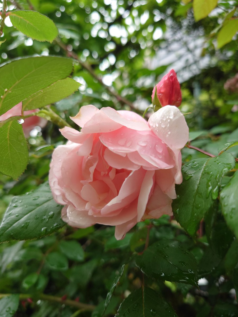 Y21startS's tweet image. ｡.⁠+✧◊◊✧+*⁠**⁠ﾟﾟ
　　     どんと構えたひとになる
　　　　 　 ﾟ+✧.⁠｡⁠。｡｡+✧..　
　      .✧◊**⁠ Growth is happy **⁠◊✧.