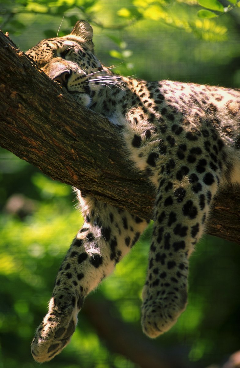 AnimalPlanet's tweet image. Lazy Mondays 🐆🥱
📸: John Carnemolla
#leopard #wildlife #mood