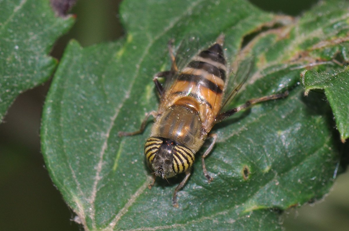 NatureBureau (@naturebureau) on Twitter photo Although we're nearing completion of our Photographic guide to #FliesofBritainandIreland I couldn't resist sharing this beauty seen in southern France, the hypnotic Band-eyed Dronefly Eristalinus taeniops, although it has been recorded in Britain it is not native <a href="/StevenFalk1/">Steven Falk</a> Although we're nearing completion of our Photographic guide to #FliesofBritainandIreland I couldn't resist sharing this beauty seen in southern France, the hypnotic Band-eyed Dronefly Eristalinus taeniops, although it has been recorded in Britain it is not native <a href="/StevenFalk1/">Steven Falk</a>