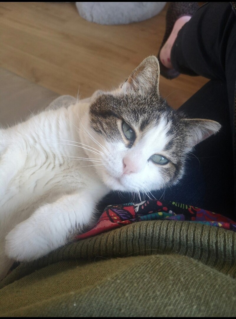 vigipets's tweet image. 🟠 🐱 Chat perdu le 05/06/2025 à Lennon (29190).
Race : Européen / Âge : 15 an(s)
Looping / Mâle / Identifié(e) : Oui

☎️ 0668702340
📧  sandrine150988@gmail.com

#VigiPets #chatperdu #chattrouve #chat #perdu #trouve
