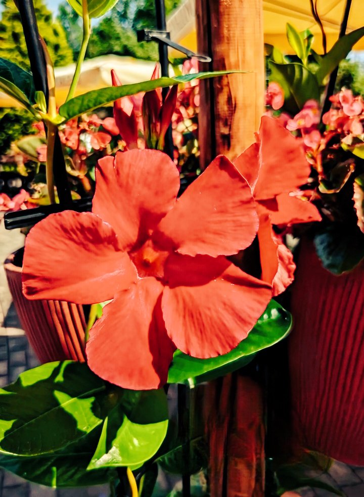 Fernand92542445's tweet image. Happy New Week Everyone 
#flowerphotography #MondayMotivaton 
#photography