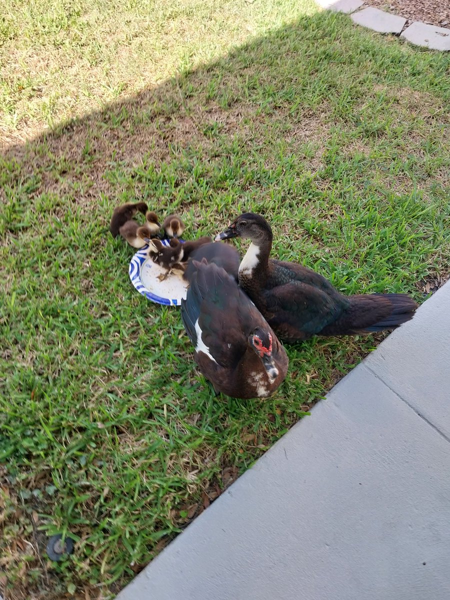 Doug_T79's tweet image. GmGmGm 🐥🐤🦆
