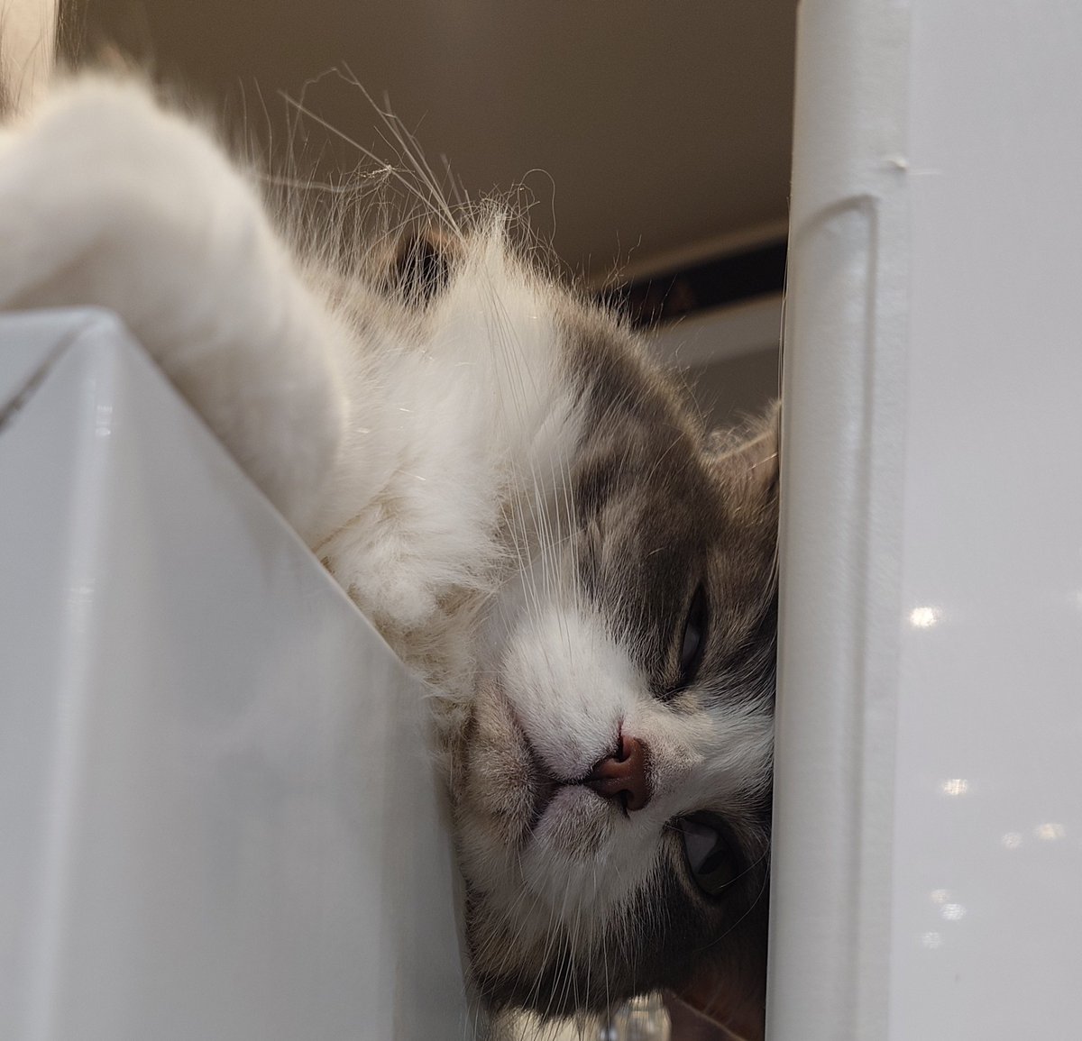 KgmLttcAFrrMgnt's tweet image. なんてカワイイお顔なの＠猫カフェモカ