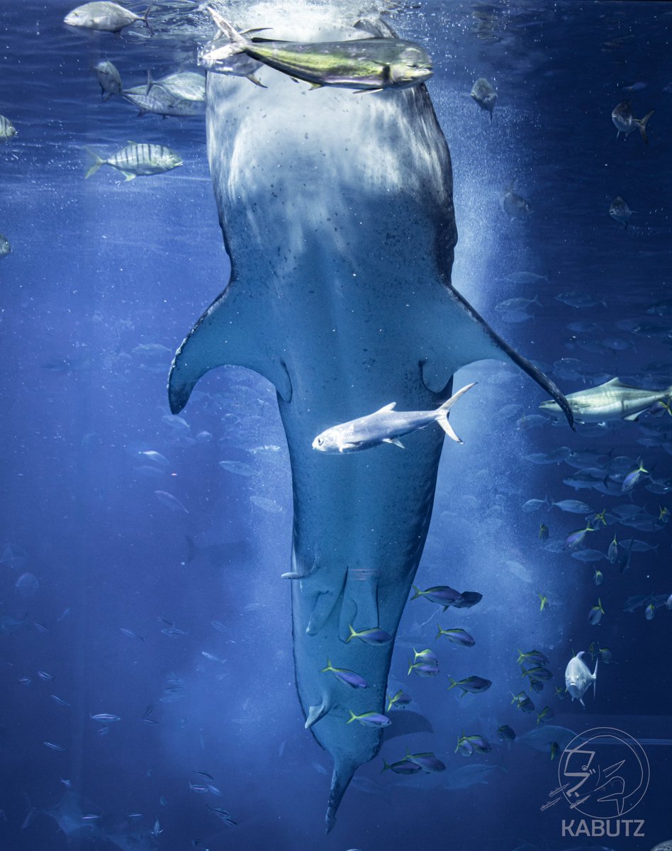 curve_ni's tweet image. そこちょっとどいてほしいら…😂
#美ら海水族館